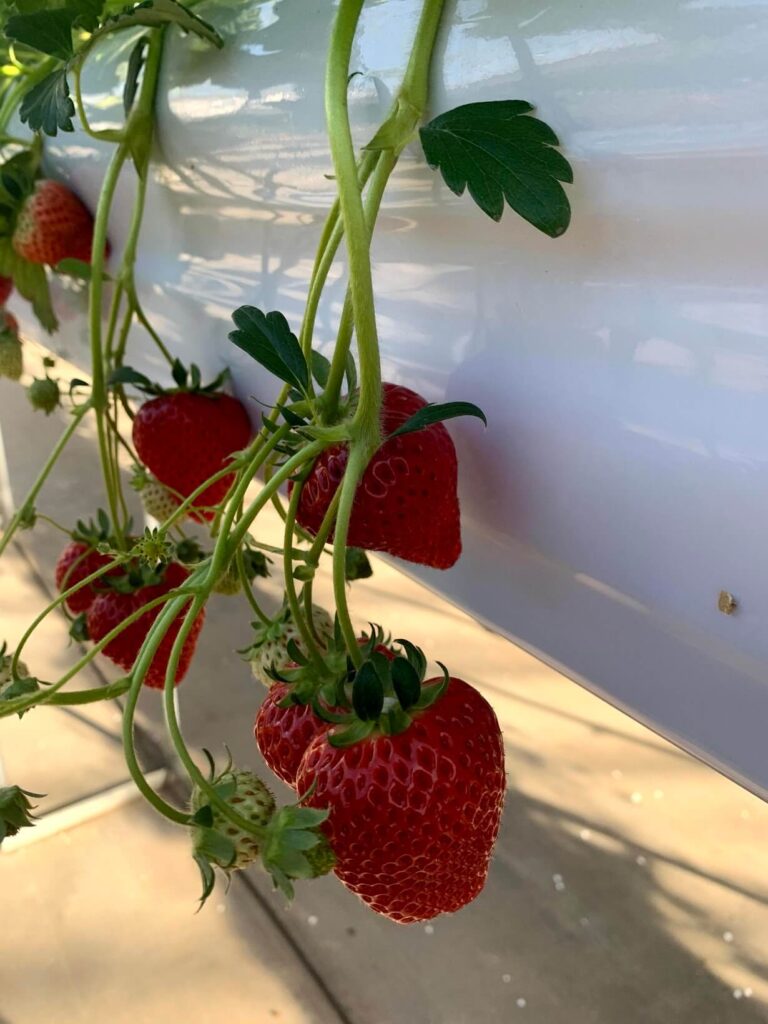 都内でいちご狩り 2021年今が旬の世田谷いちご熟へいってみた 明日どこいくのー 都内でいちご狩り 2021年今が旬の世田谷いちご熟へいってみた 明日どこいくのー